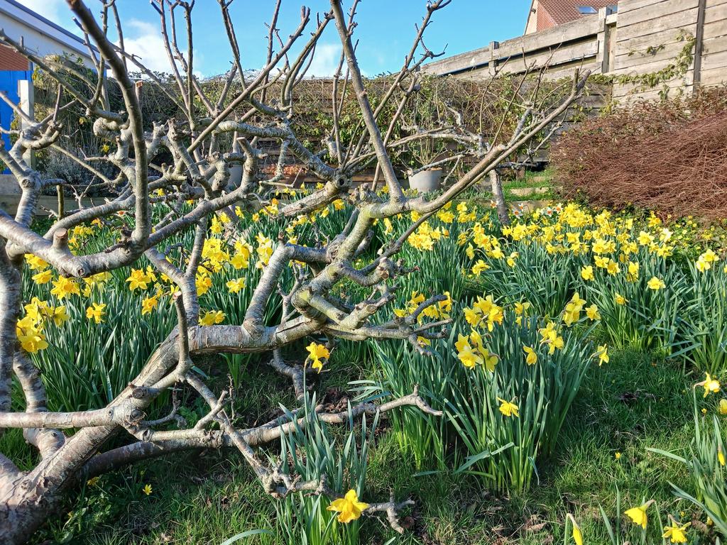 Daffodils.jpg.jpeg