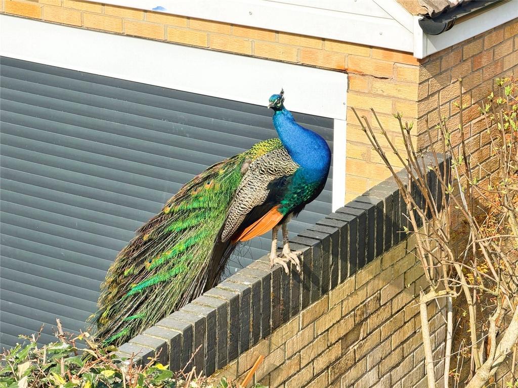 Garden Visitor