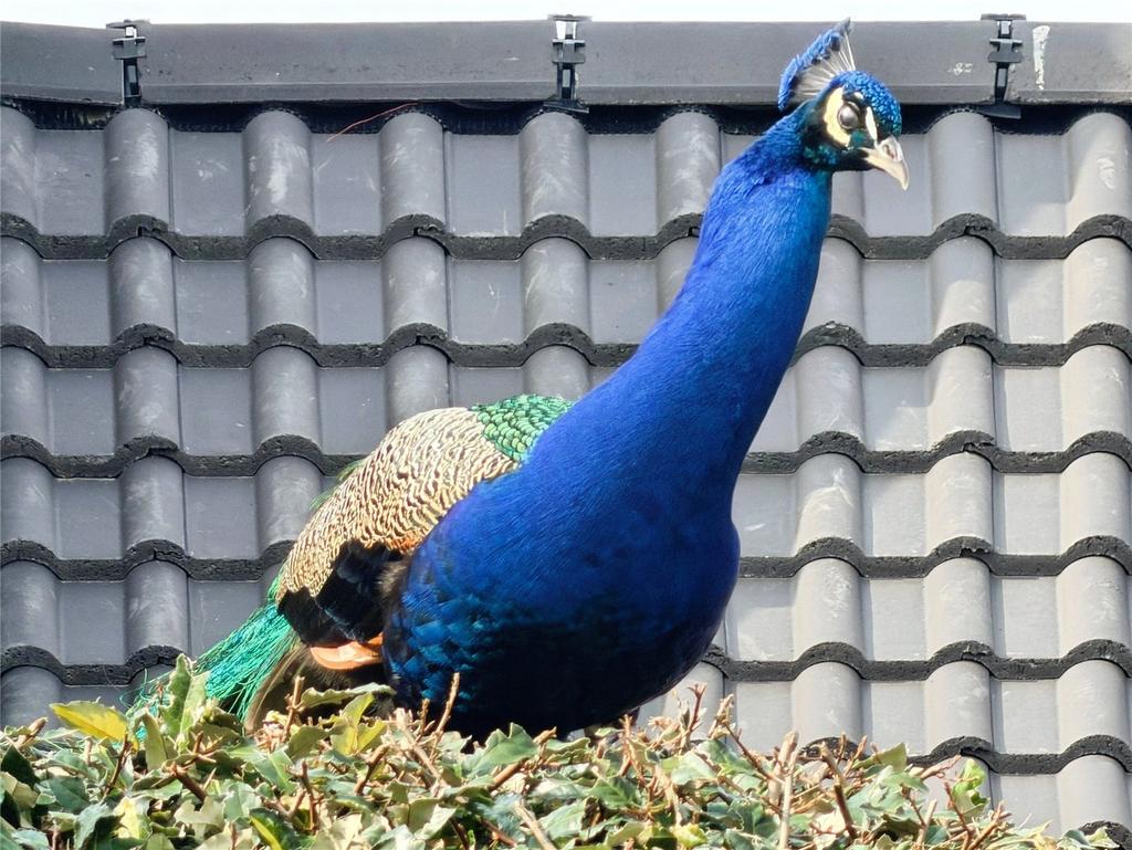 Garden Visitor