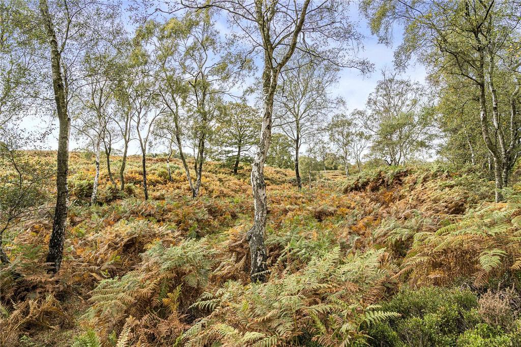 Ancient Woodland