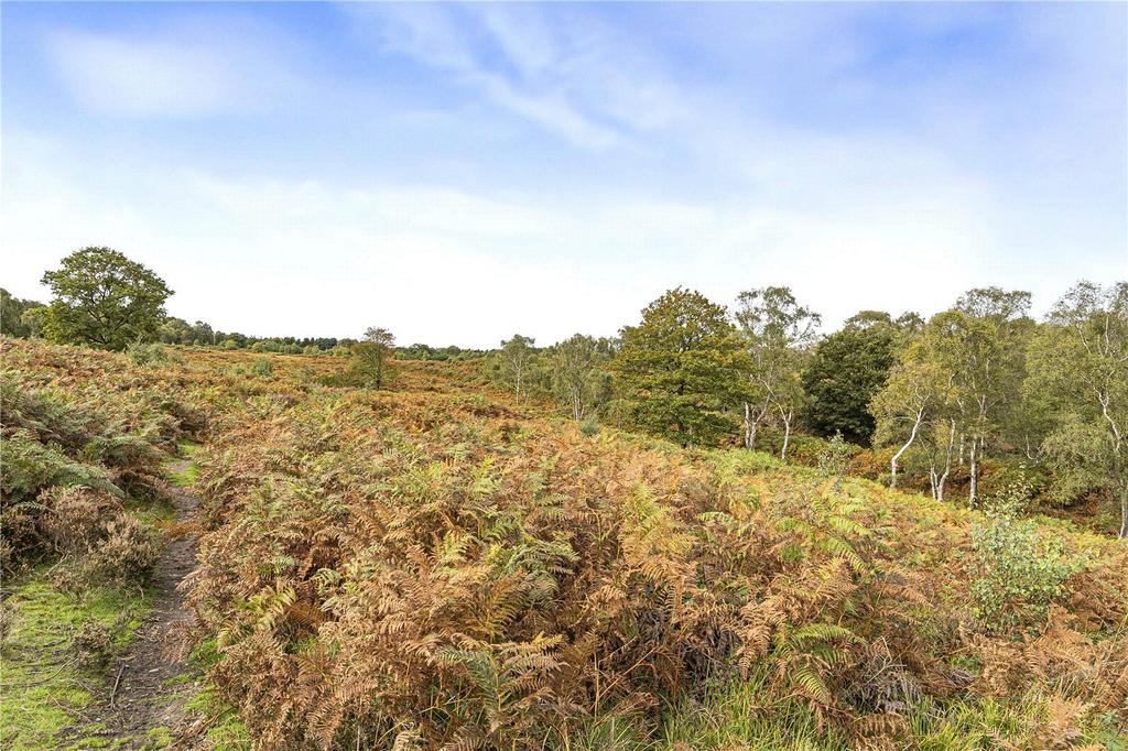 Ancient Woodland