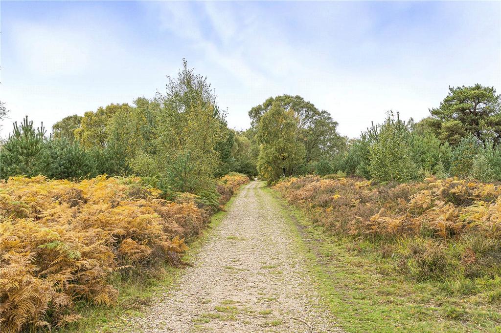 Ancient Woodland