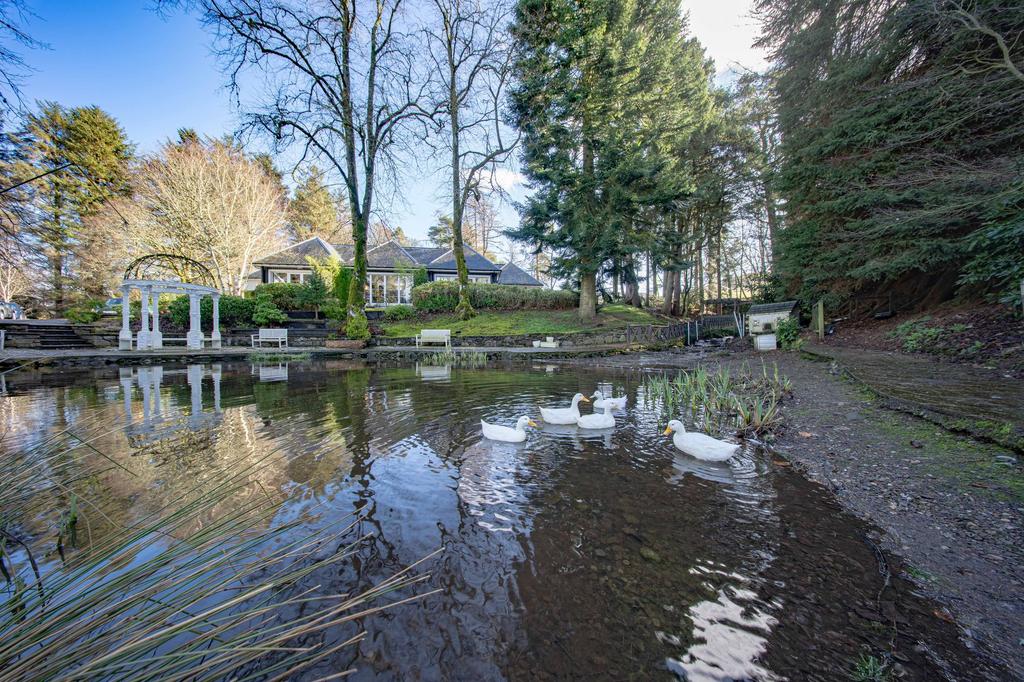 Duck Pond