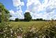 Additional image 42 of Briar Cottage, Slough Lane, Horringer, Bury St. Edmunds, Suffolk, IP29 5PL
