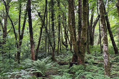 undefined, Duchess Wood, Helensburgh G84