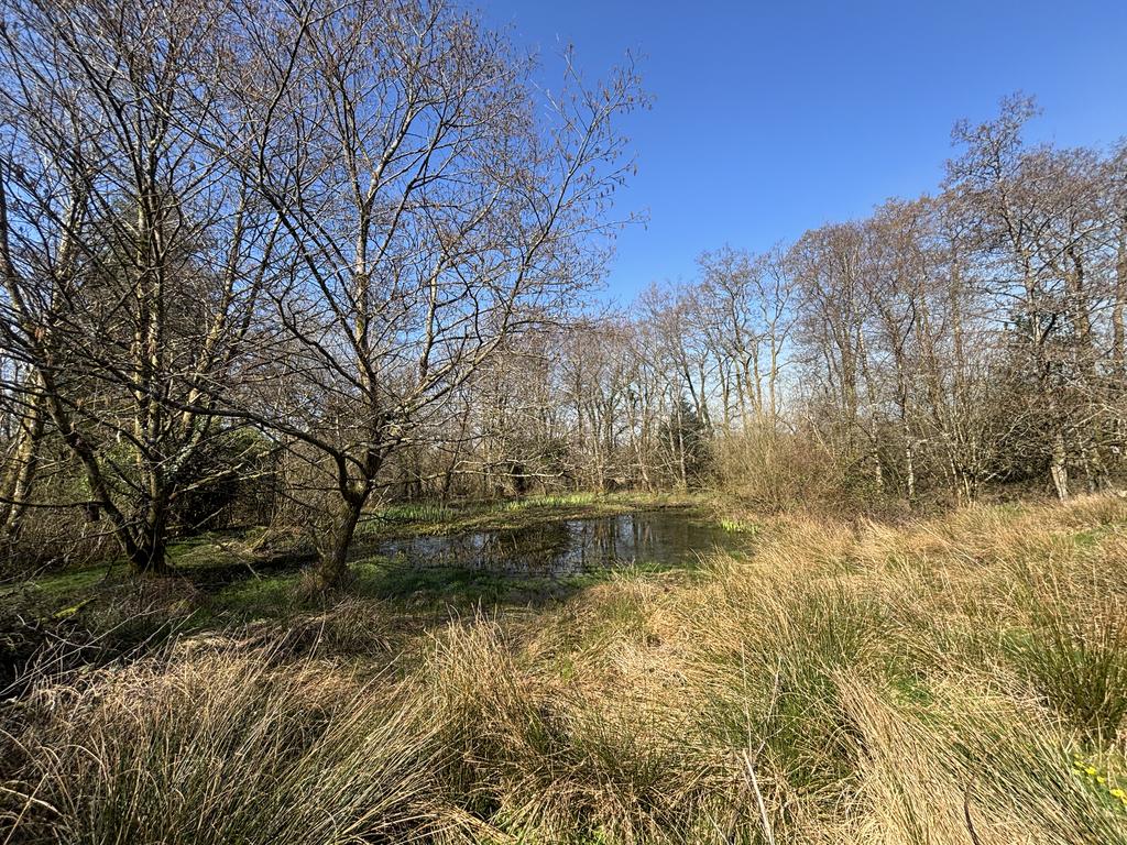 Ponds and wildlife