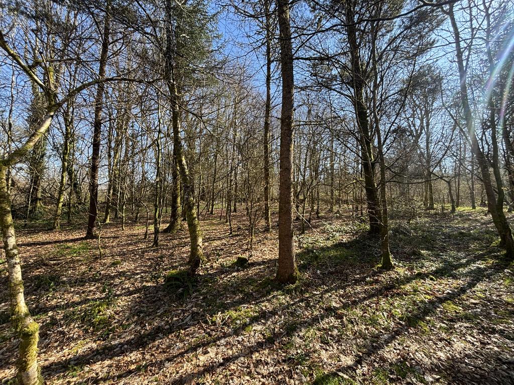 Mature woodland