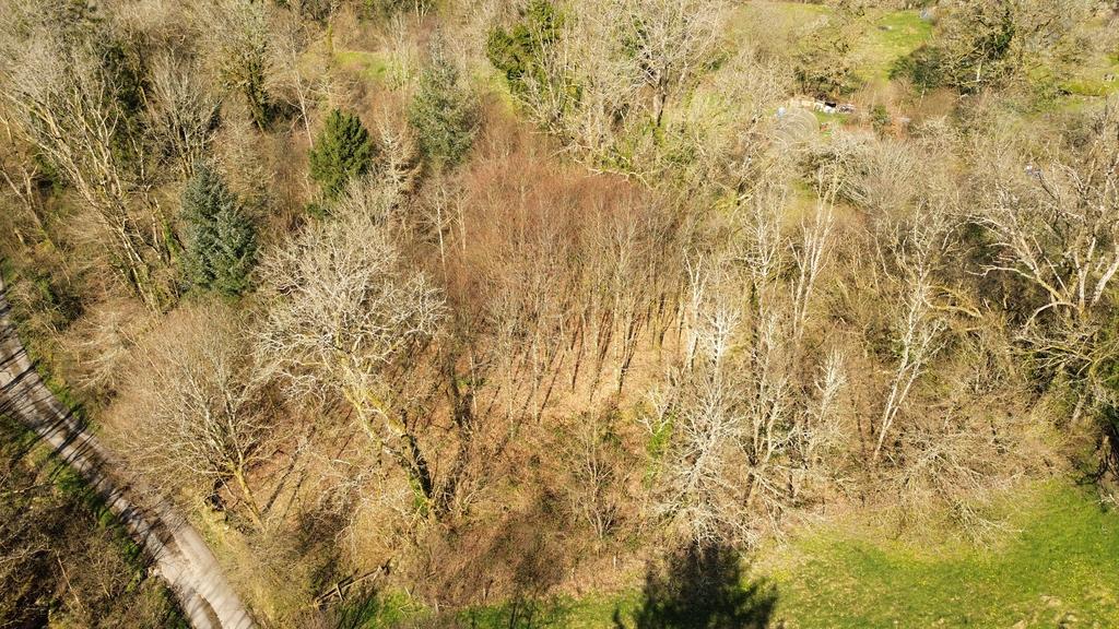 Mature woodland (second image)