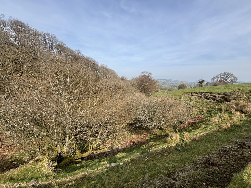 Woodland