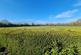 Laxfield, Suffolk photo 4