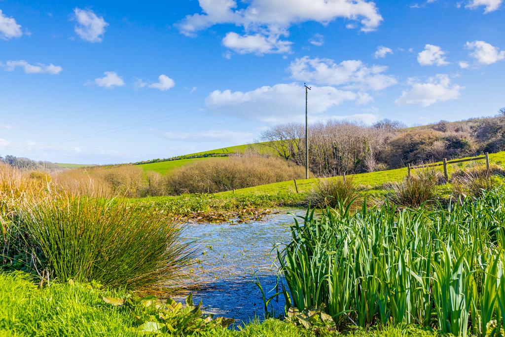 Pond