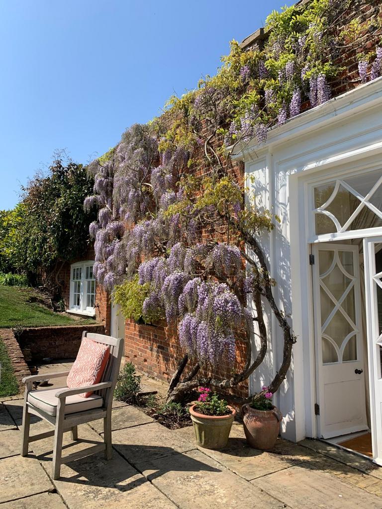 Wisteria In Bloom
