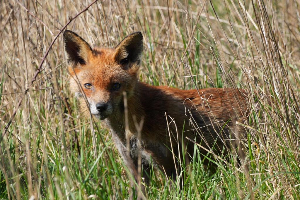 Exterior-Wildlife-01.jpg