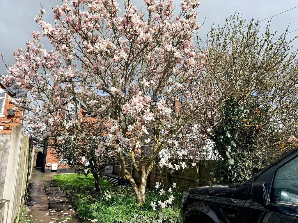 Magnolia