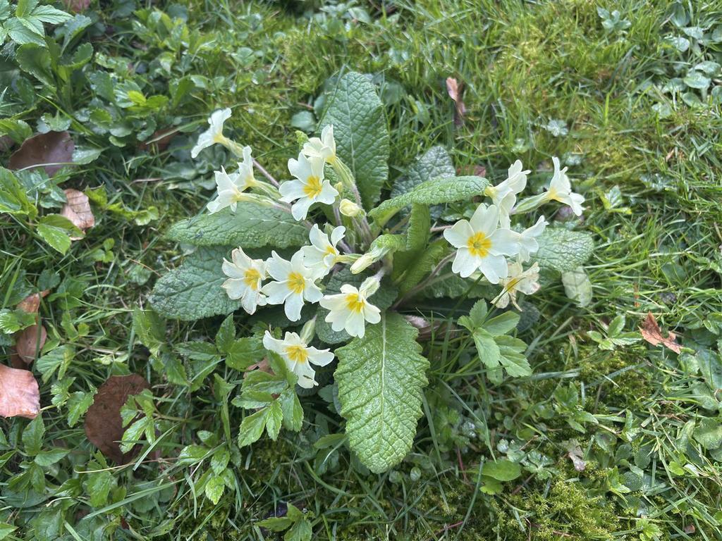 Wans Cottage - Flower.jpeg