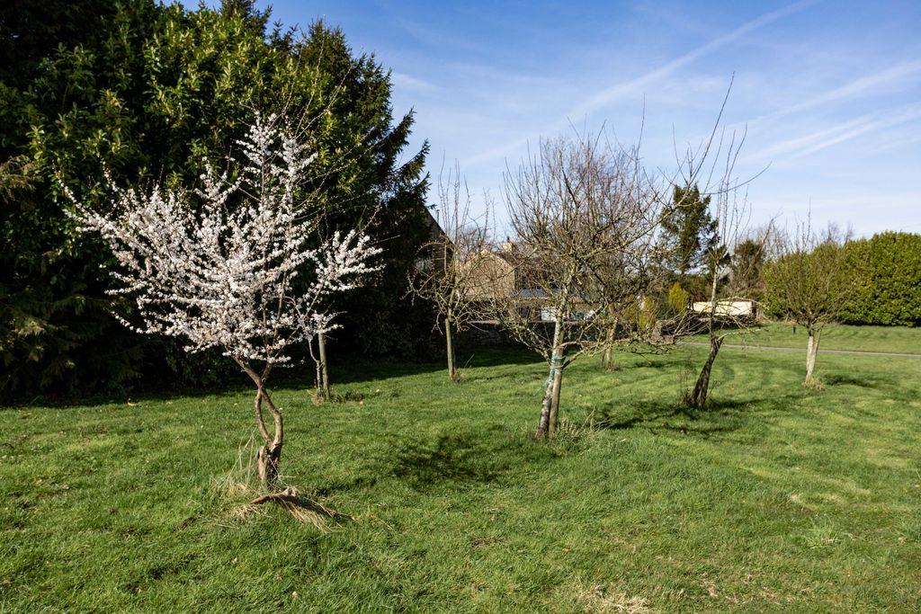 Orchard