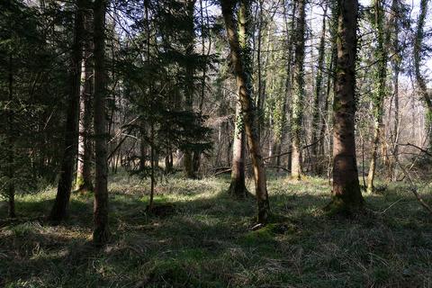 undefined, Middlemarsh, Dorchester DT2