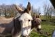Additional image 16 of Shawsknowe Lot 1, Straiton, South Ayrshire, KA19