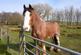 Additional image 17 of Shawsknowe Lot 1, Straiton, South Ayrshire, KA19