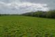 Additional image 16 of Grazing Land (8 Acres) off, Pool House Road, Wombourne, Staffordshire, WV5 8AY