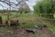 Additional image 5 of Grazing Land (8 Acres) off, Pool House Road, Wombourne, Staffordshire, WV5 8AY