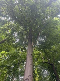 Woodland for sale, Steel Wood (about 6 acres), Broughton , Scunthorpe , Lincolnshire DN20