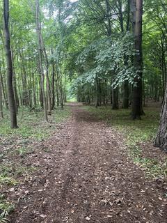 Woodland for sale, Kobis Wood (about 6 and a half acres), Broughton, Scunthorpe, Lincolnshire DN20