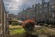 Additional image 25 of Ivy Terrace, Edinburgh EH11