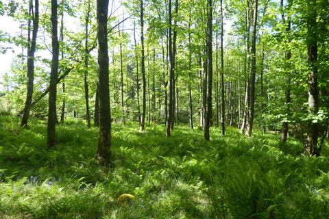 Woodland for sale, Balwil Wood, Buchlyvie, Stirlingshire FK8