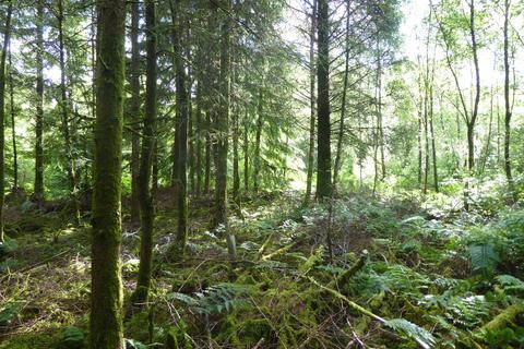 Woodland for sale, Balwil Wood, Buchlyvie, Stirlingshire FK8