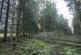 Additional image 4 of Coed Nant Y Beiglo (about 4 and a third acres), Llanfyllin, Powys SY22