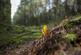 Additional image 7 of Coed Nant Y Beiglo (about 4 and a third acres), Llanfyllin, Powys SY22
