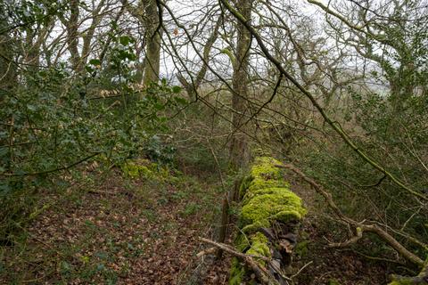 Woodland for sale, Coed Sion Wyn (about 5 and a half acres), Llanfihangel-y-Traethau, Harlech, Gwynedd LL46