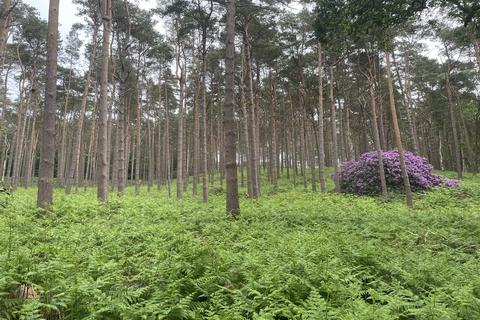 Land for sale, Crooksbury Woodland, Crooksbury Road, Tilford