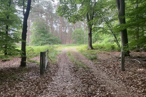 Land for sale, Crooksbury Woodland, Crooksbury Road, Tilford
