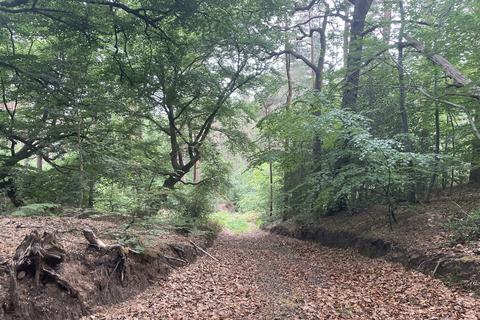 Land for sale, Crooksbury Woodland, Crooksbury Road, Tilford