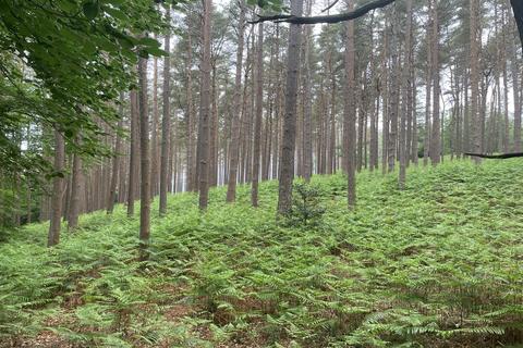 Land for sale, Crooksbury Woodland, Crooksbury Road, Tilford