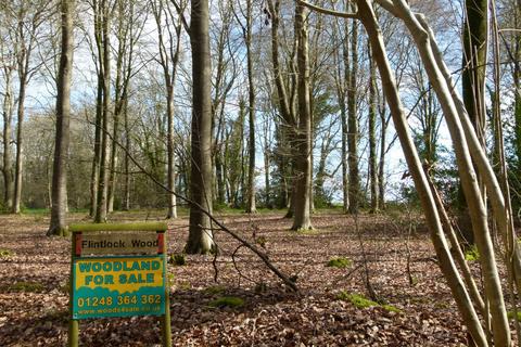Woodland for sale, Flintlock Wood, nr Andover, Hampshire SP11