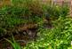 Additional image 21 of Wickham, Hampshire