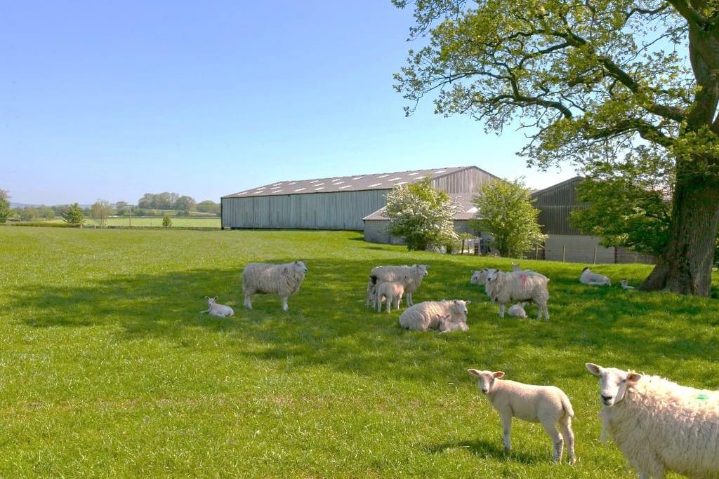 Large Shed (Lot 2)