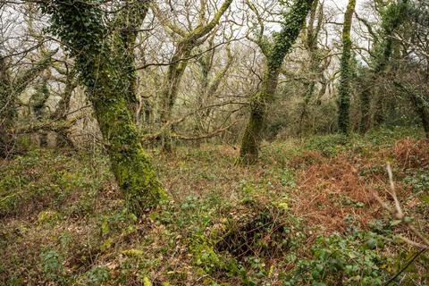 Woodland for sale - Coed Penmaen Uchaf (over 7 and a quarter acres), Llanfihangel-y-Traethau, Harlech, Gwynedd LL46