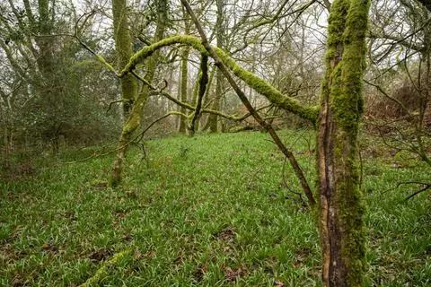 Woodland for sale - View 3