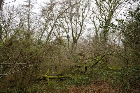 Woodland for sale - View 4