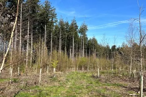 Land for sale - View 5