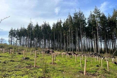 Land for sale, 6.00 Acres - Bagtor Wood, Devon TQ12