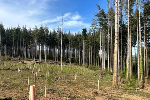 Land for sale, 6.00 Acres - Bagtor Wood, Devon TQ12