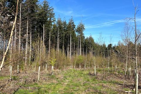 Land for sale, 6.00 Acres - Bagtor Wood, Devon TQ12