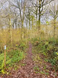 Woodland for sale - View 2