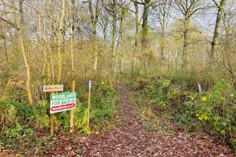 Woodland for sale - View 3