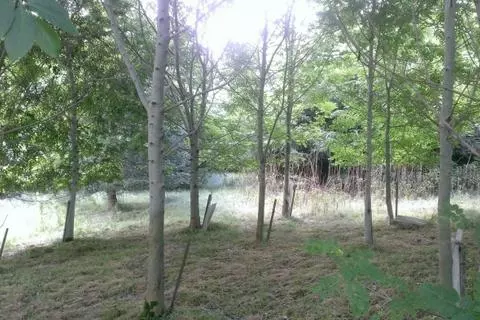Woodland for sale - View 2